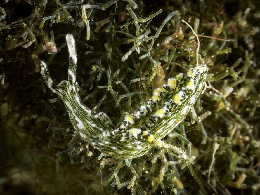 Elysia sp. 21